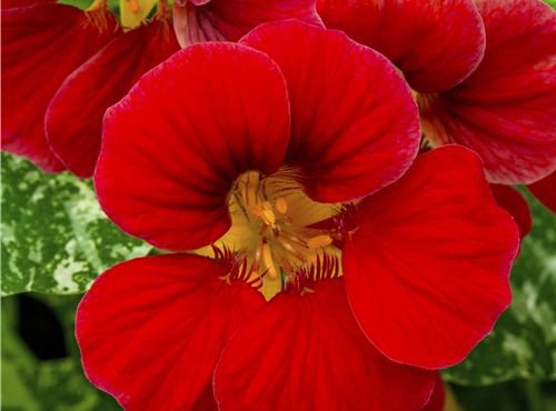 Tropaeolum majus Tropaeolum majus