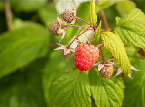 Rubus idaeus 'Autumn Bliss'(s) Rubus idaeus 'Autumn Bliss'(s)
