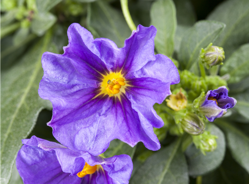 Solanum rantonnetii Solanum rantonnetii