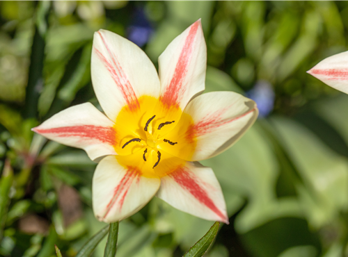 Tulipa botanical Tulipa botanical