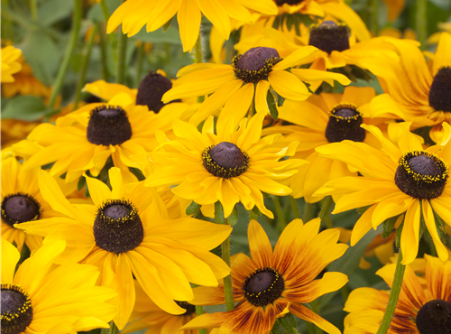 Rudbeckia hirta Rudbeckia hirta