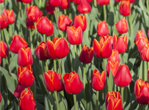 Tulipa Triumph Tulipa Triumph