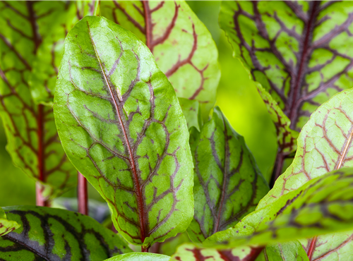 Rumex acetosa Rumex acetosa