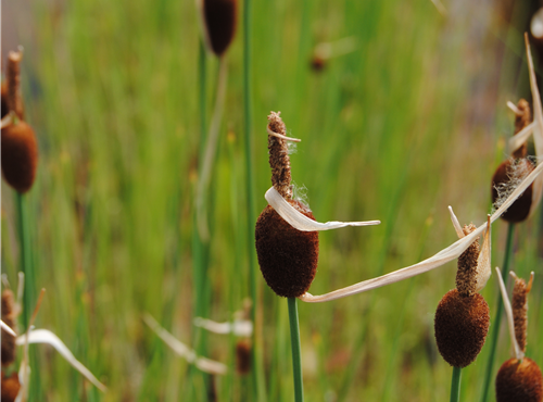 Typha minima Typha minima