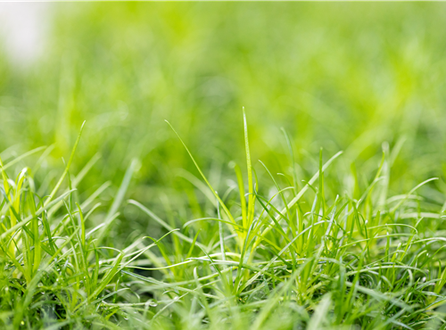 Sagina subulata Sagina subulata