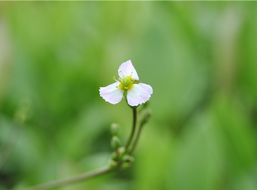 Sagittaria sagittifolia Sagittaria sagittifolia