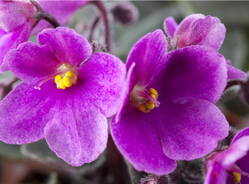 Saintpaulia ionantha Saintpaulia ionantha