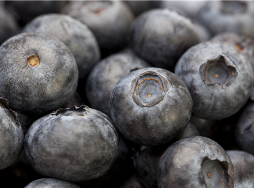 Vaccinium myrtillus Vaccinium myrtillus