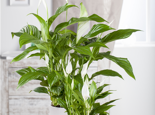 Spathiphyllum floribundum Spathiphyllum floribundum