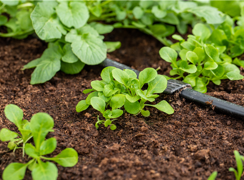 Valerianella locusta Valerianella locusta