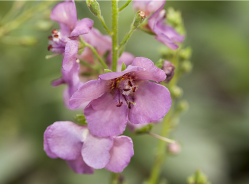 Verbascum x cultorum