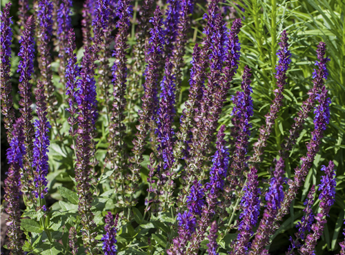 Salvia nemorosa Salvia nemorosa