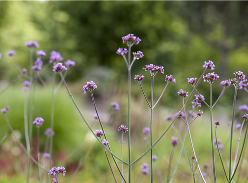 Verbena bonariensis