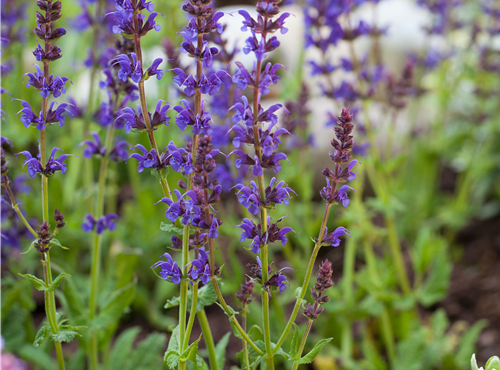 Salvia nemorosa 'Ostfriesland' Salvia nemorosa 'Ostfriesland'