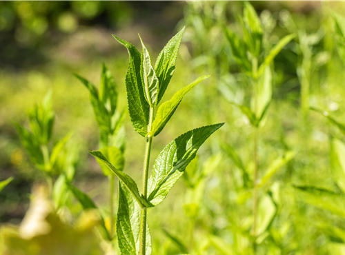 Stachys palustris Stachys palustris