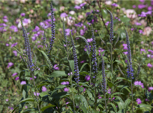 Veronica spicata