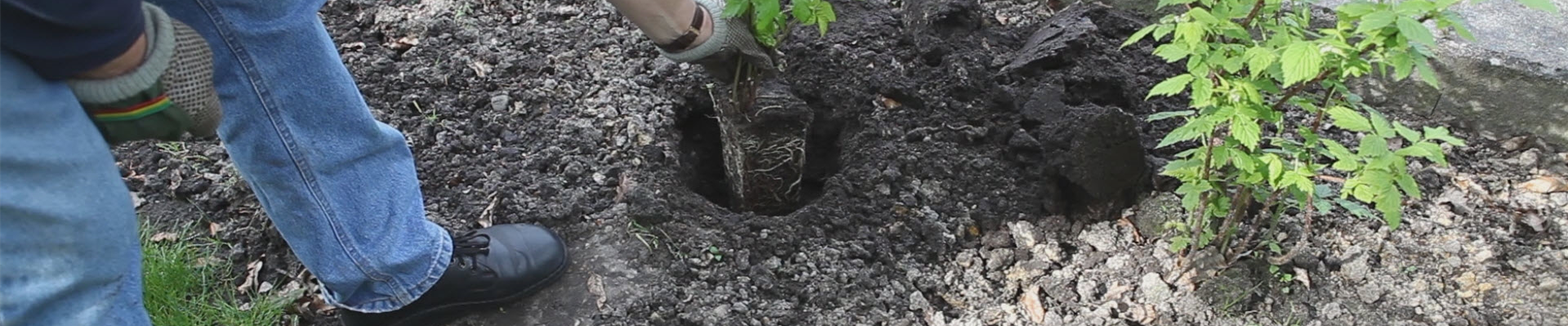Himbeere - Einpflanzen im Garten (thumbnail)