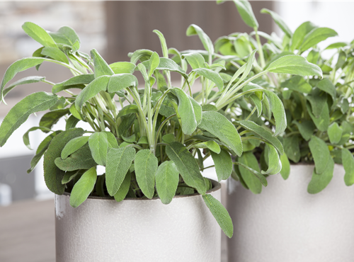 Salvia officinalis Salvia officinalis