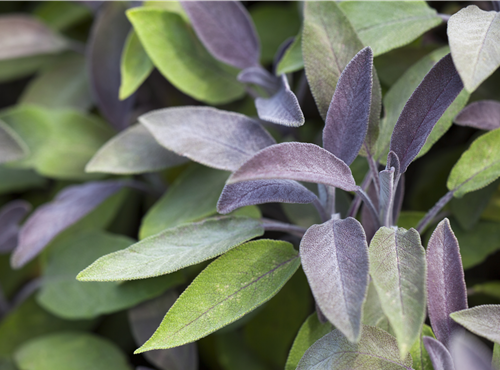 Salvia officinalis 'Purpurea' Salvia officinalis 'Purpurea'