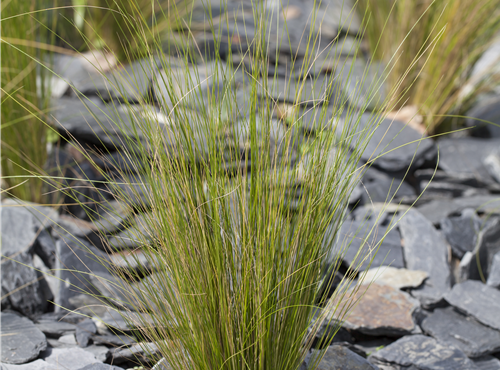 Stipa tenuissima Stipa tenuissima