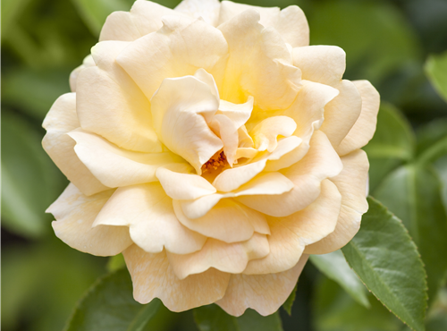 Strauchrose Strauchrose