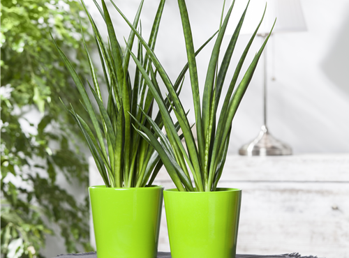 Sansevieria cylindrica Sansevieria cylindrica