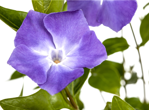 Vinca major Vinca major