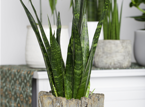 Sansevieria trifasciata