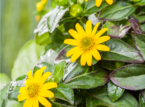 Sanvitalia procumbens Sanvitalia procumbens
