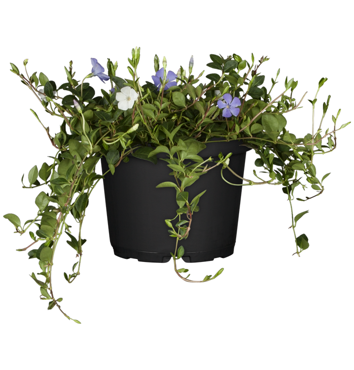 Kleines Garten-Immergrün 'Tricolour' Kleines Garten-Immergrün 'Tricolour'