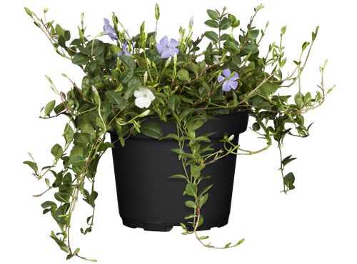 Vinca minor 'Tricolour' Vinca minor 'Tricolour'