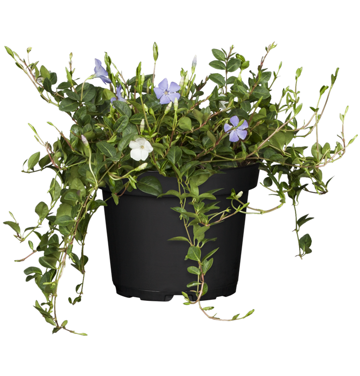 Kleines Garten-Immergrün 'Tricolour' Kleines Garten-Immergrün 'Tricolour'