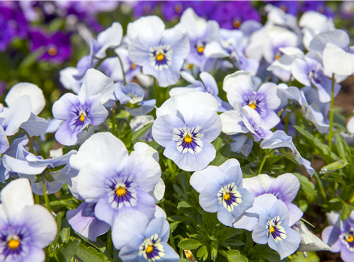 Viola cornuta Viola cornuta