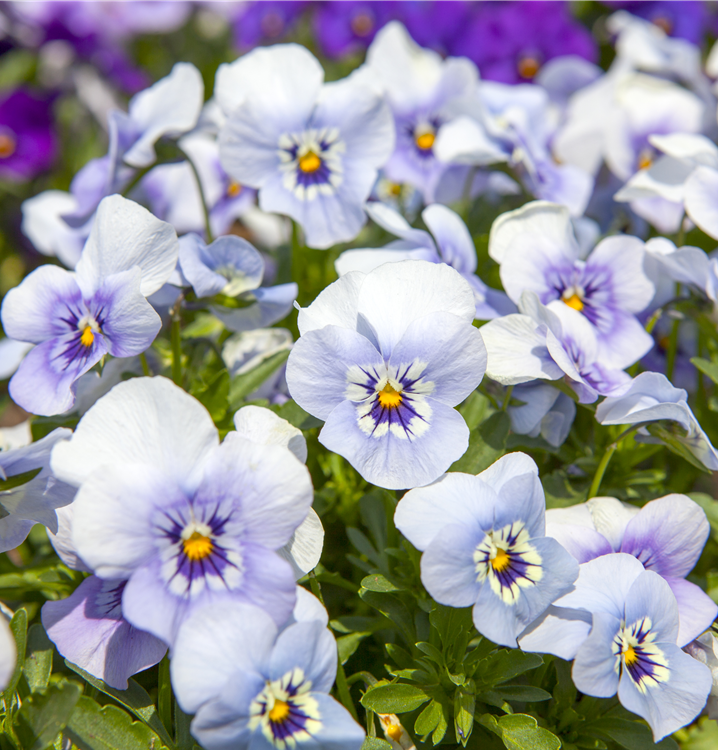 Hornveilchen Hornveilchen