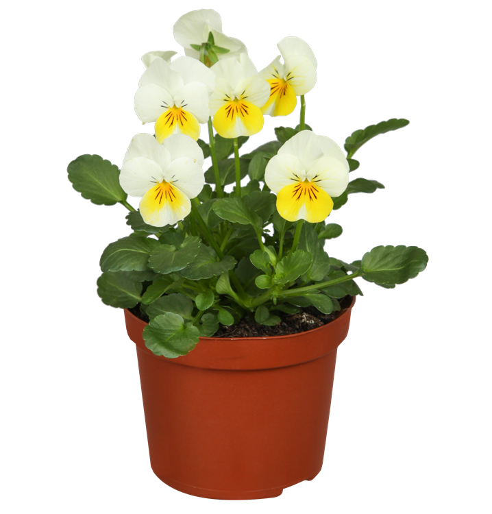 Hornveilchen Hornveilchen