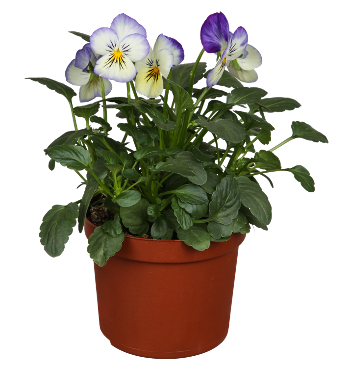 Hornveilchen Hornveilchen