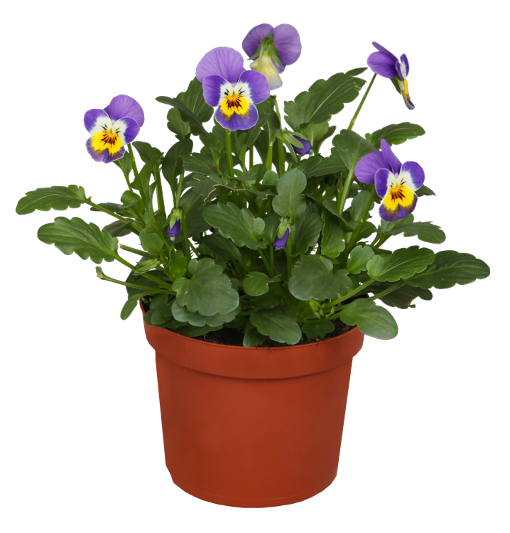 Hornveilchen Hornveilchen