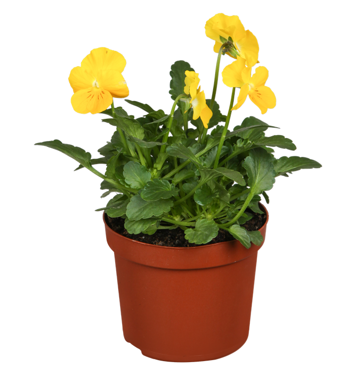 Hornveilchen Hornveilchen