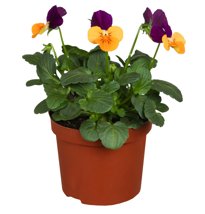 Hornveilchen Hornveilchen