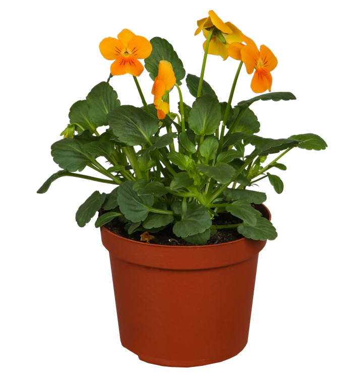 Hornveilchen Hornveilchen