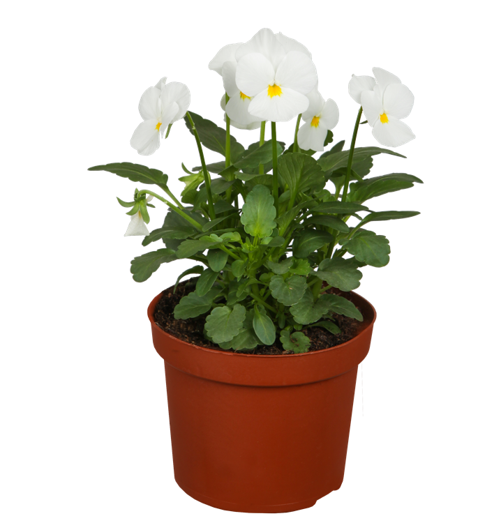 Hornveilchen Hornveilchen