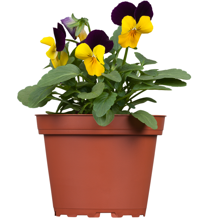 Hornveilchen Hornveilchen