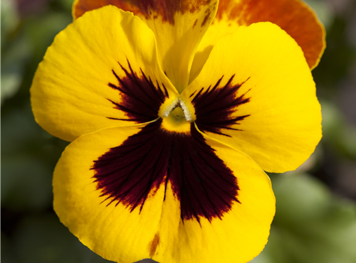 Viola x wittrockiana Viola x wittrockiana