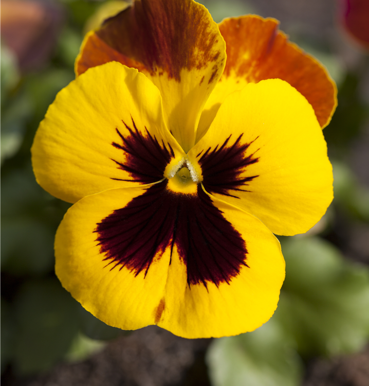 Großblütiges Garten-Stiefmütterchen Großblütiges Garten-Stiefmütterchen