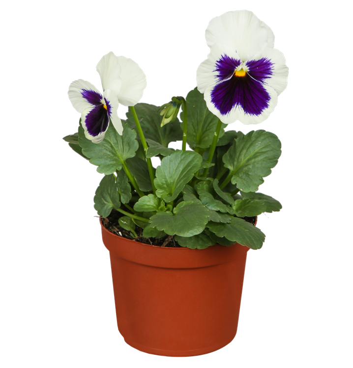 Großblütiges Garten-Stiefmütterchen Großblütiges Garten-Stiefmütterchen