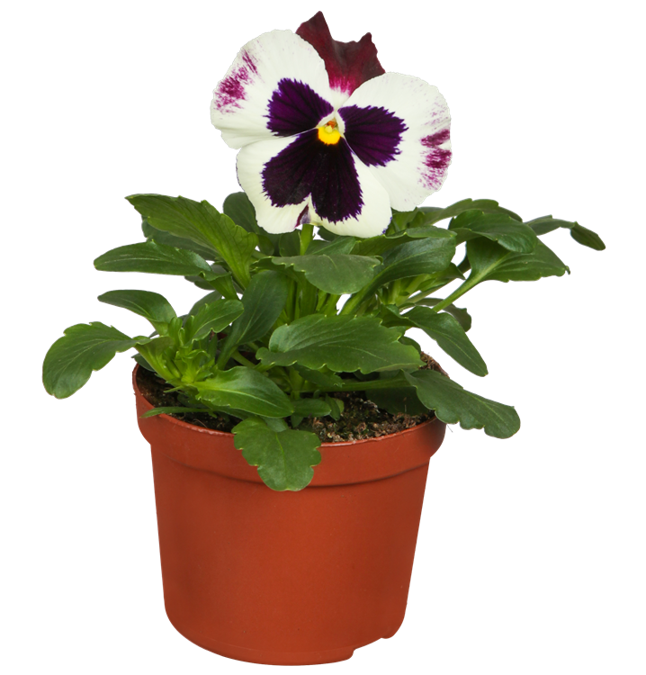 Großblütiges Garten-Stiefmütterchen Großblütiges Garten-Stiefmütterchen