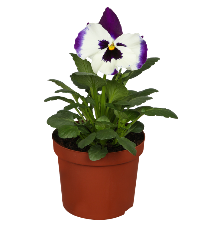 Großblütiges Garten-Stiefmütterchen Großblütiges Garten-Stiefmütterchen