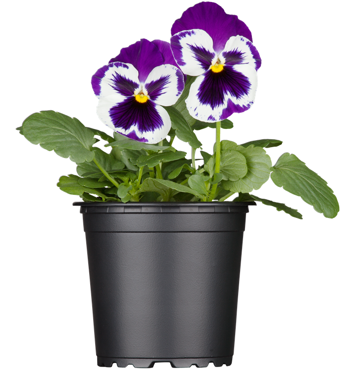 Großblütiges Garten-Stiefmütterchen Großblütiges Garten-Stiefmütterchen