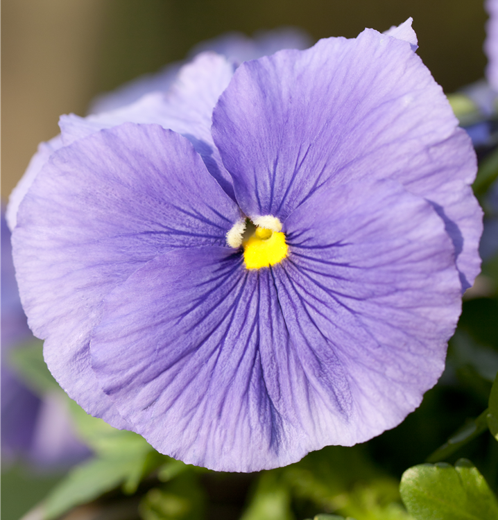 Großblütiges Garten-Stiefmütterchen Großblütiges Garten-Stiefmütterchen