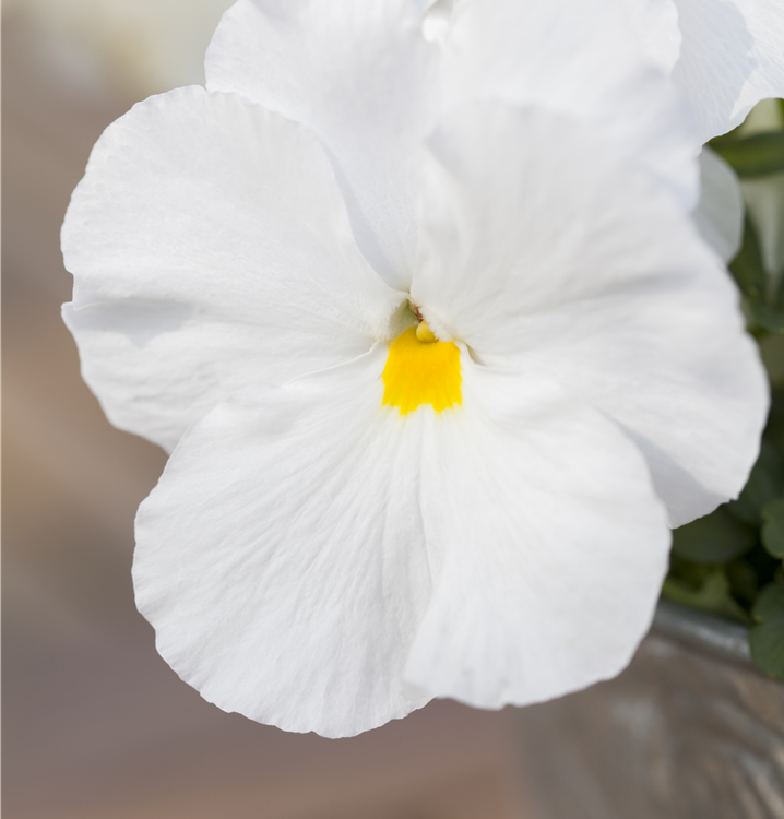 Großblütiges Garten-Stiefmütterchen Großblütiges Garten-Stiefmütterchen